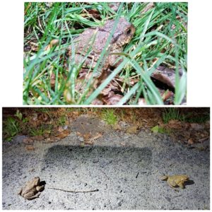 Montage de photos de 4 crapauds