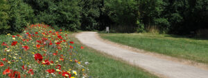 Sentier bucolique bordé de fleurs dans le parc 2000