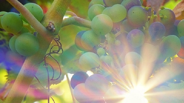 La section oenologie de la JA propose