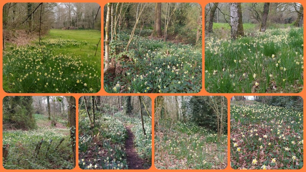 Mosaïque de photos de jonquilles