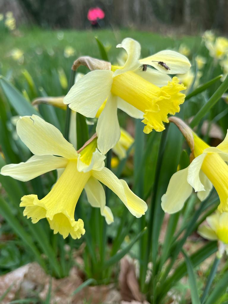 Des jonquilles en gros plan